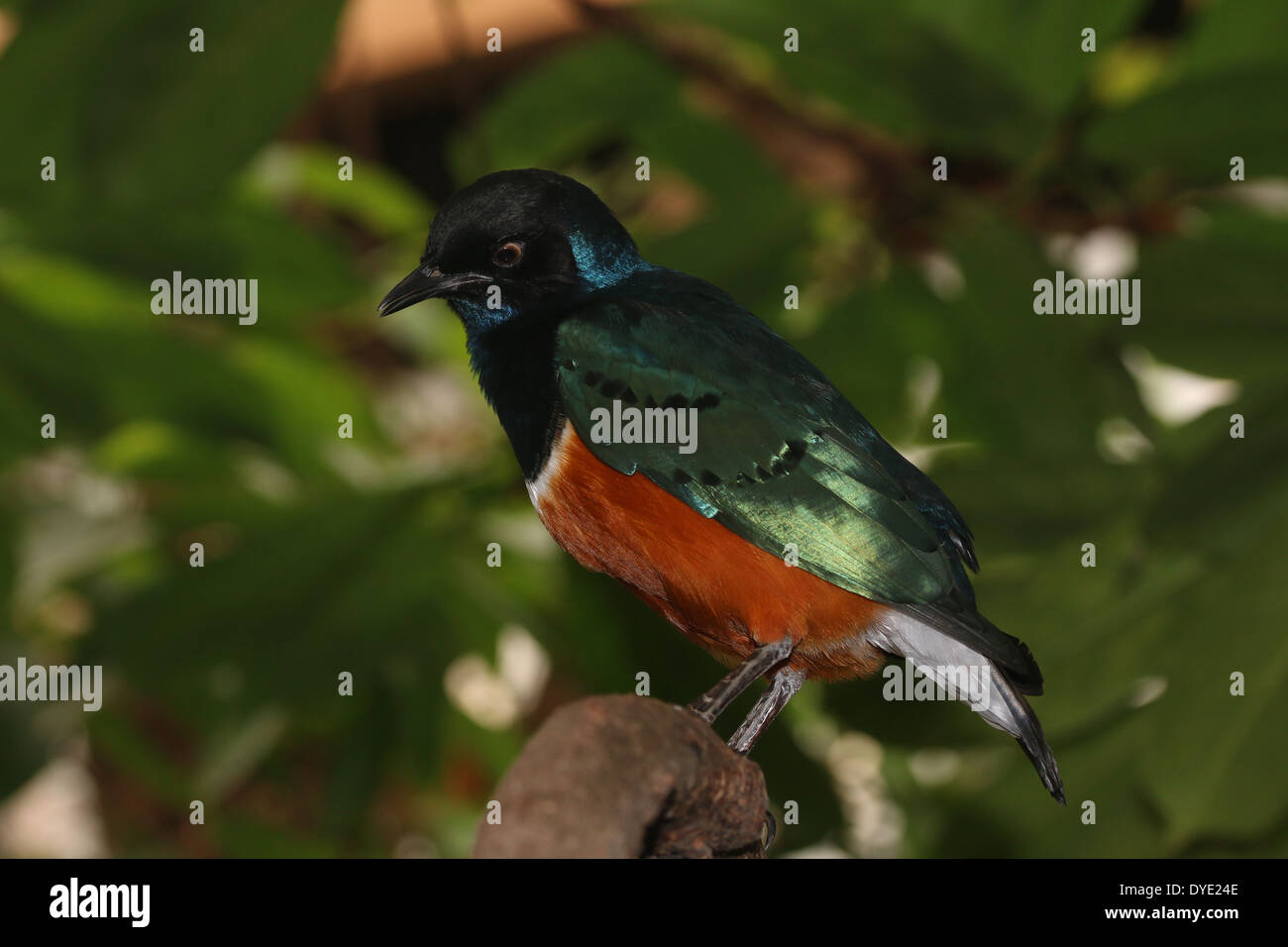 East-African Superb Starling ( Lamprotornis superbus) Stock Photo