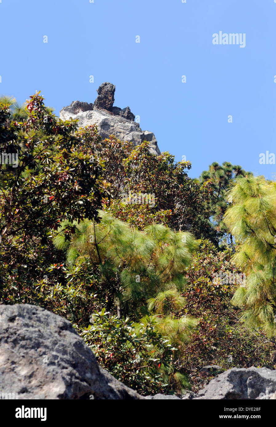 Vivid green pine trees grow in a black lava field in the Mar de Piedra, the Stone Sea, Cerro Quemado, Burnt Peak. Stock Photo