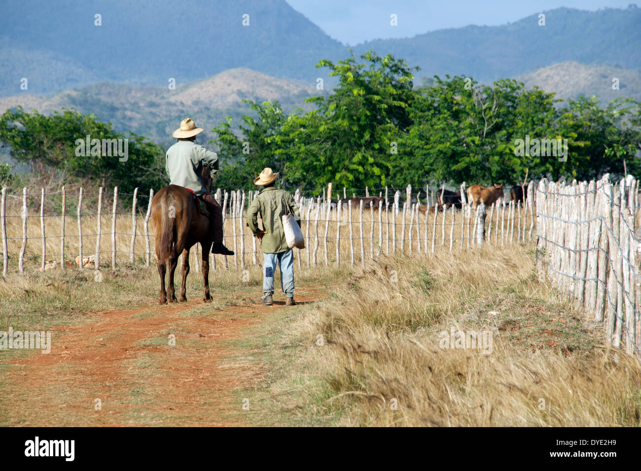 Owner on horseback talking with forman cattle ranch Sancti Spiritus Province Cuba Stock Photo