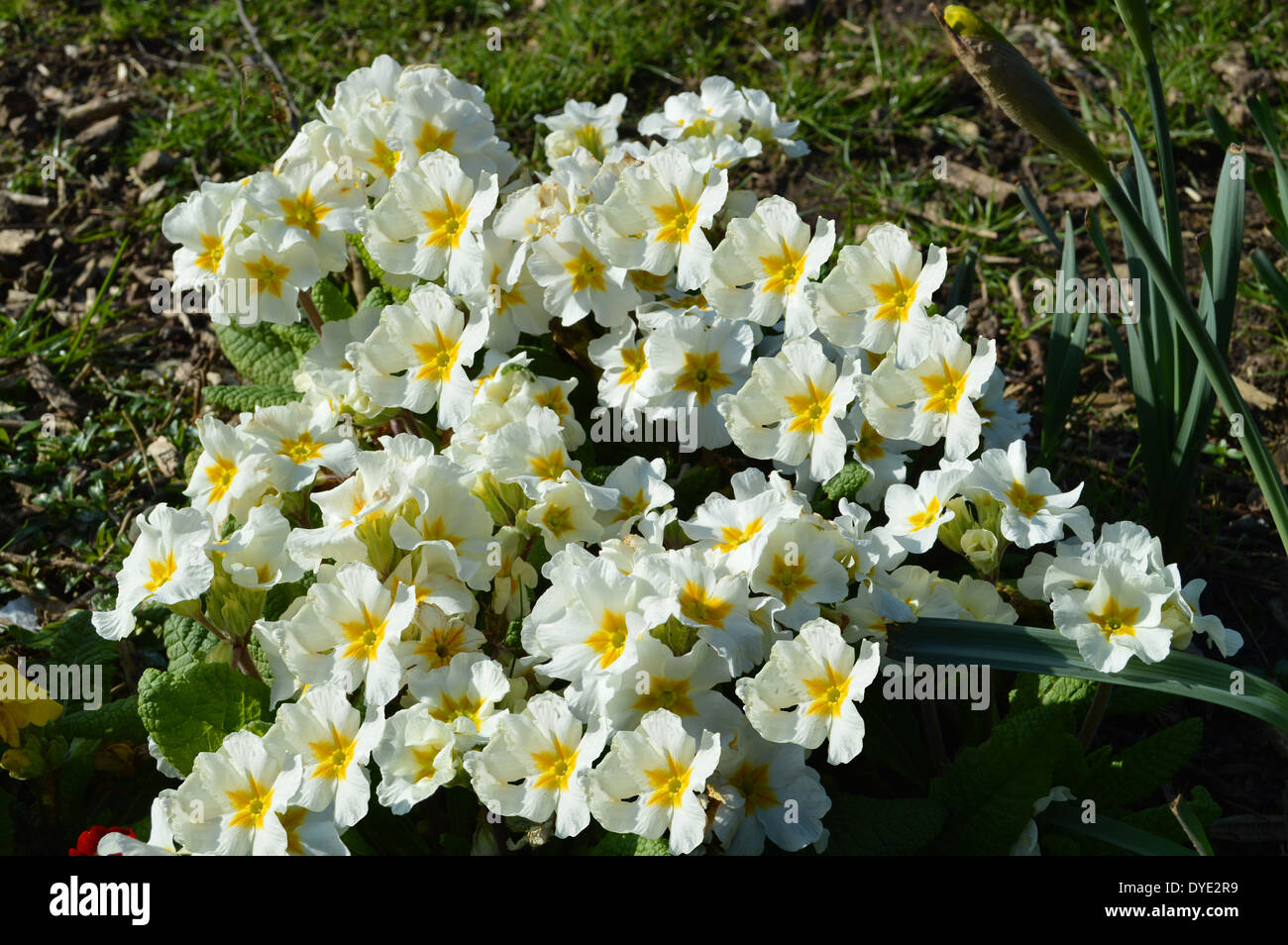 Primula 'Crescendo White' Stock Photo