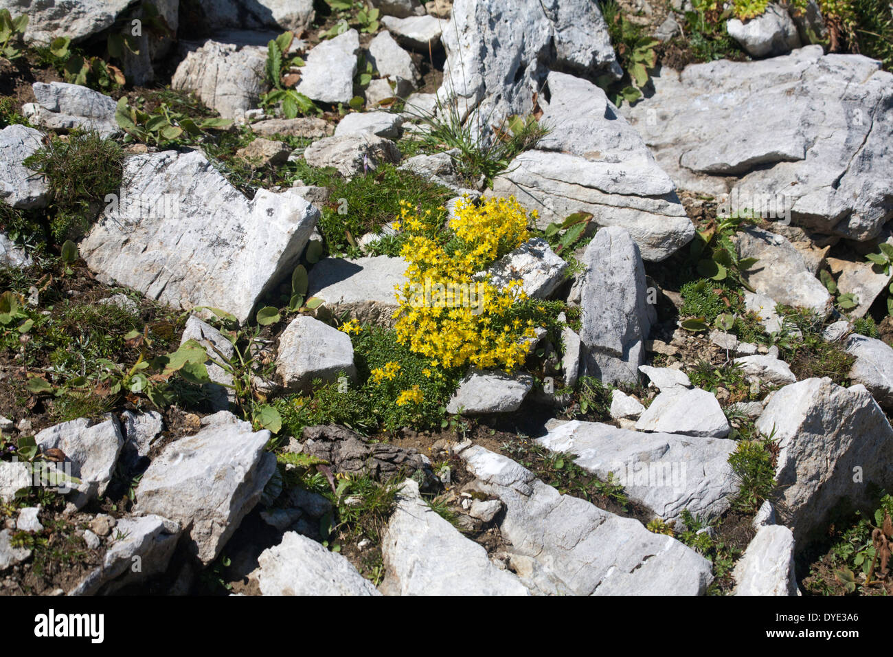 Yellow Whitlow-grass on rocky slopes aboveThe Parsennfurgga Davos Switzerland Stock Photo