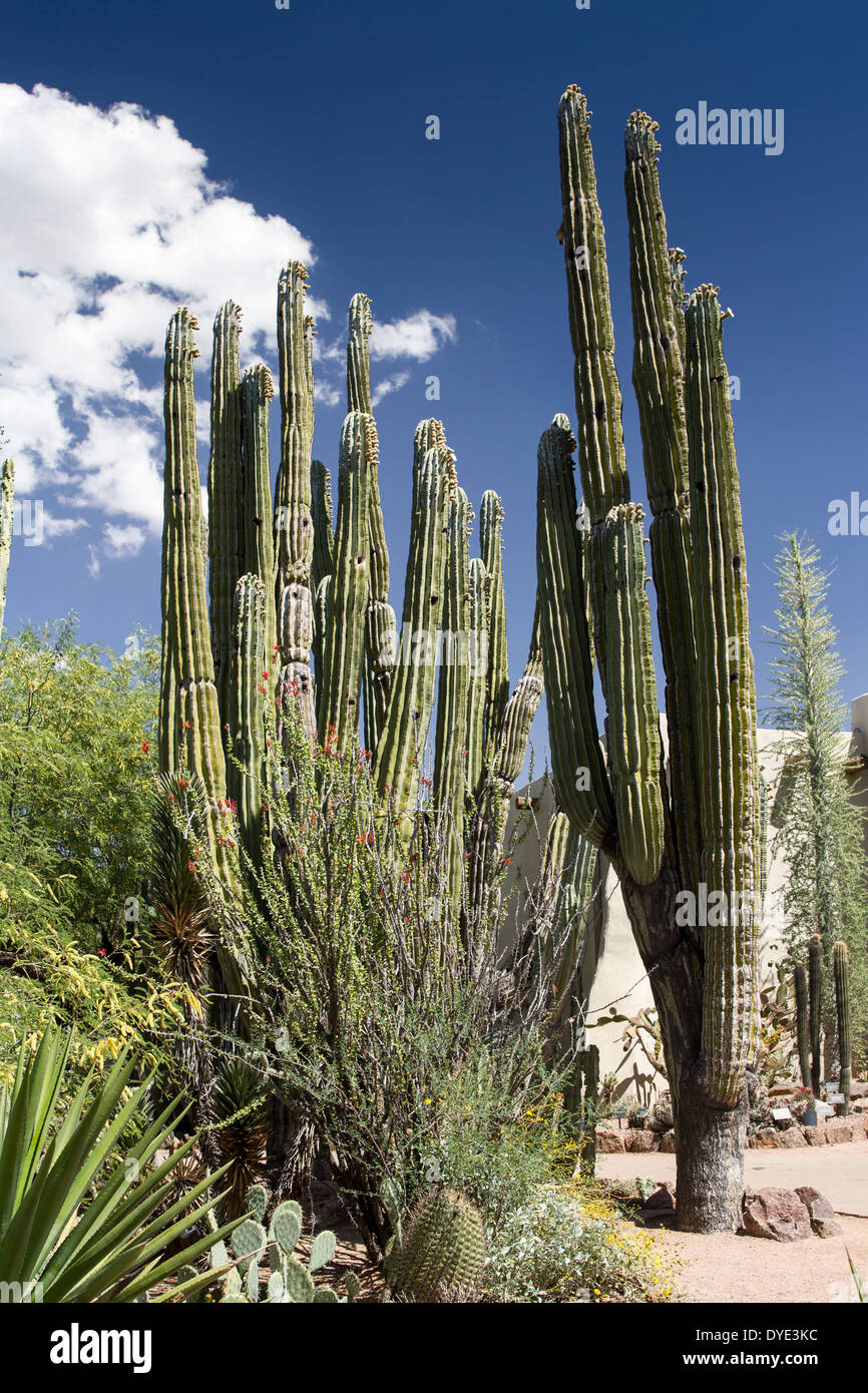 Cardon Cactus, Desert Botanical Gardens, Phoenix, Arizona, USA Stock Photo
