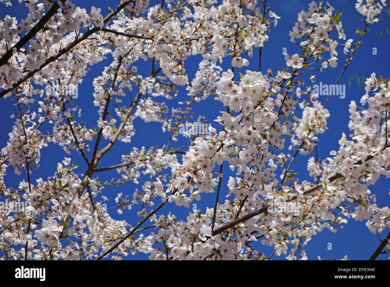 White cherry blossoms hi-res stock photography and images - Alamy