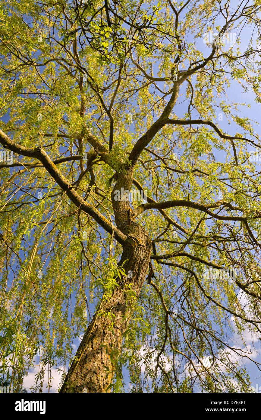 Weeping Willow against a blue sky Stock Photo
