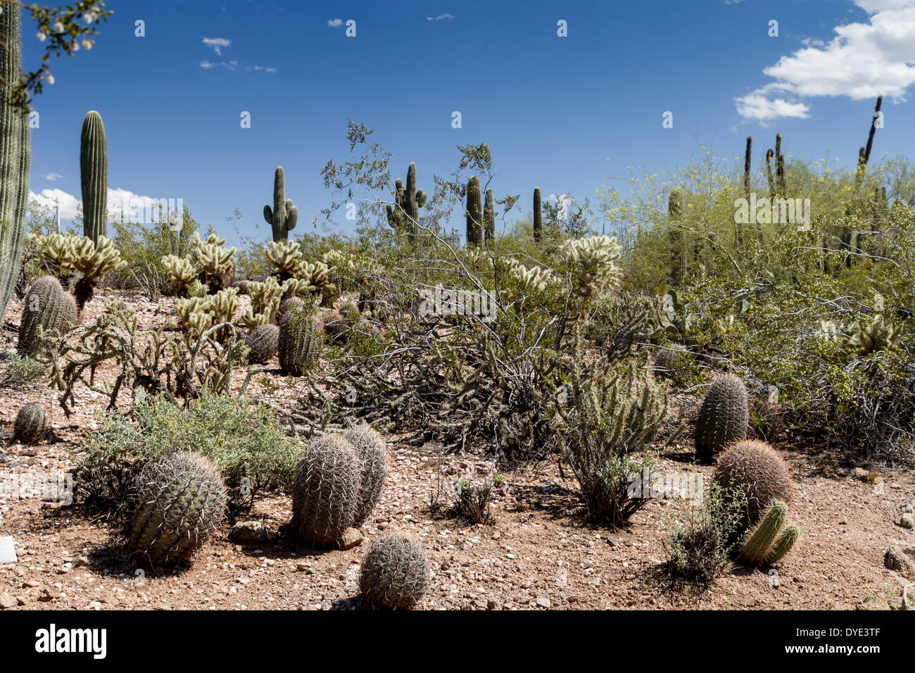 Desert Botanical Gardens, Phoenix, Arizona, USA Stock Photo Alamy