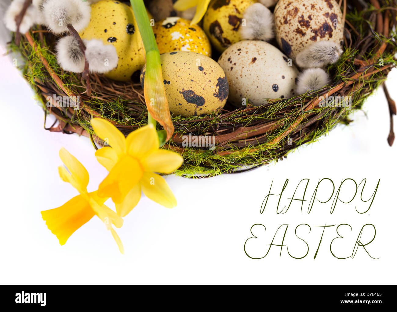Easter eggs in the nest on a white background Stock Photo - Alamy