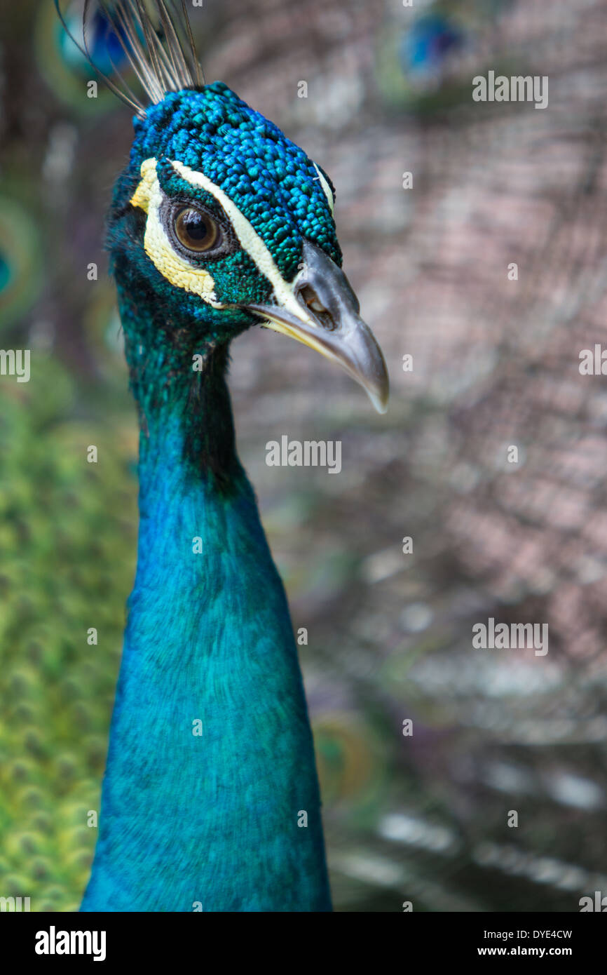 Peafowl, Peacock -flying bird in the genus Pavo of the pheasant family, Phasianidae, best known for the male's extravagant. Stock Photo