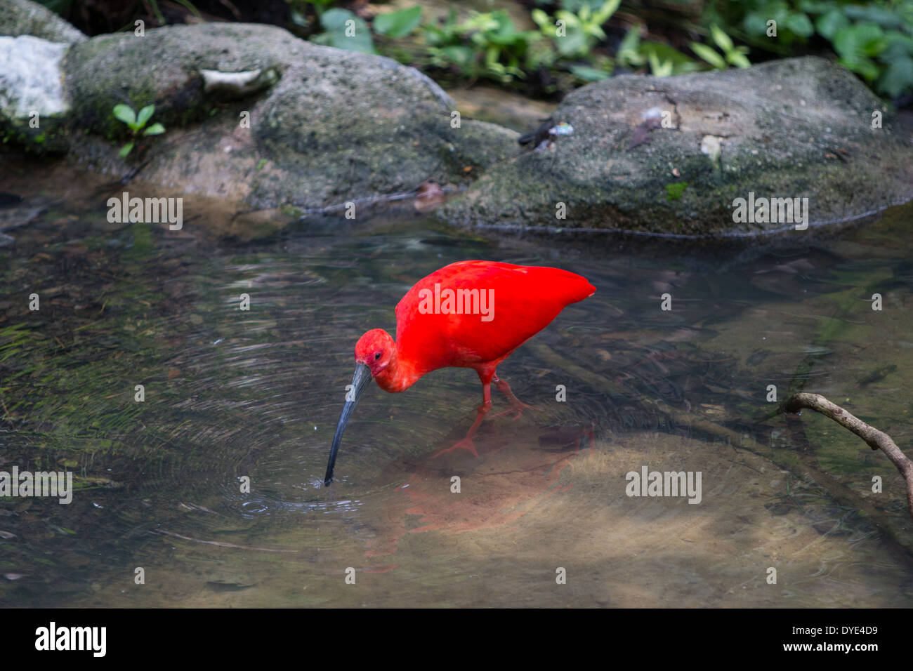 Red Ibis in Kuala Lumpur Bird Park Stock Photo