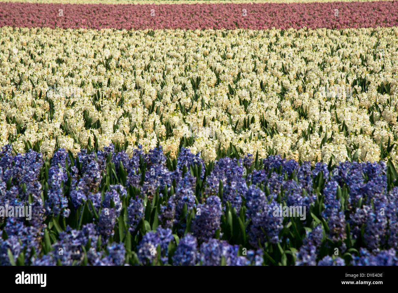 rows of hyacinths on flowerfield in the Netherlands Stock Photo - Alamy