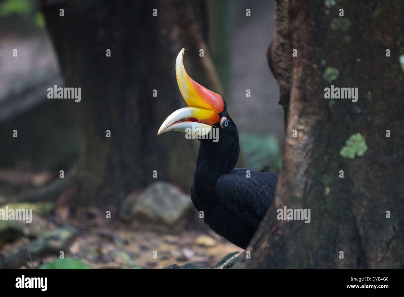 Hornbill (Bucerotidae) at Kuala Lumpur Bird Park, Malaysia Stock Photo