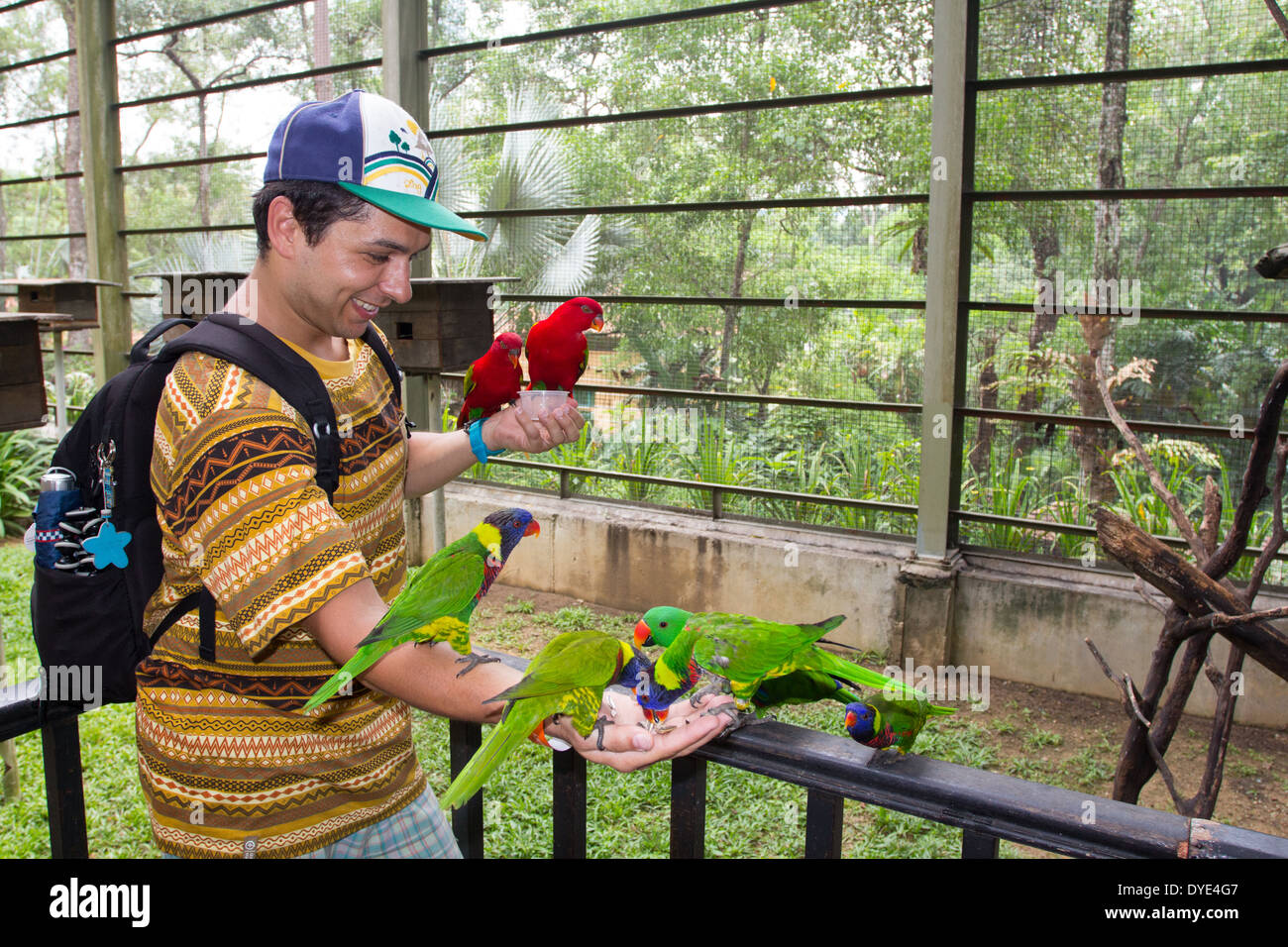 Vulturine Parrots eating from hands Kuala Lumpur Bird Park Stock