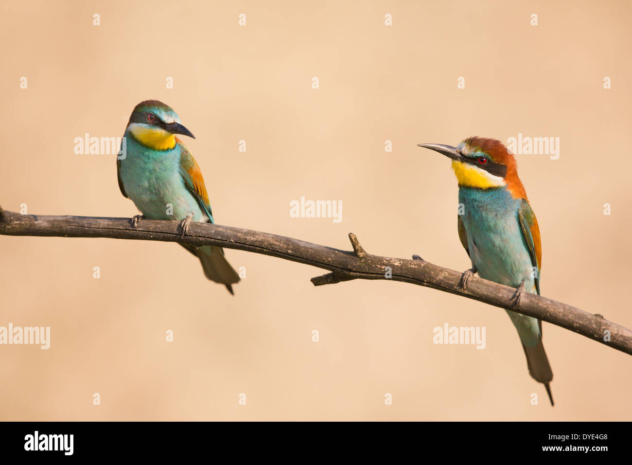 Pair of European Bee-eater s(Merops apiaster) on a branch Stock Photo