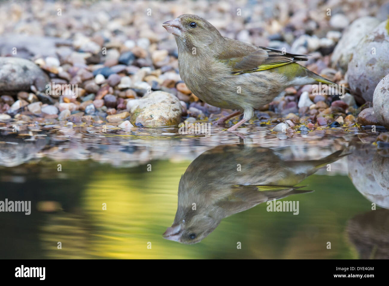 A female Greenfinch (Chloris chloris) drinking at the edge of a pool Stock Photo