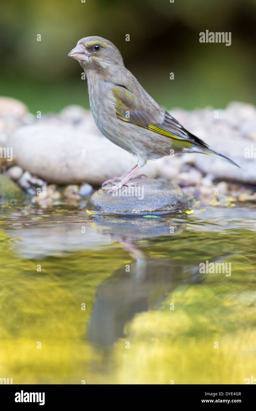 A female Greenfinch (Chloris chloris) reflected in a pool Stock Photo