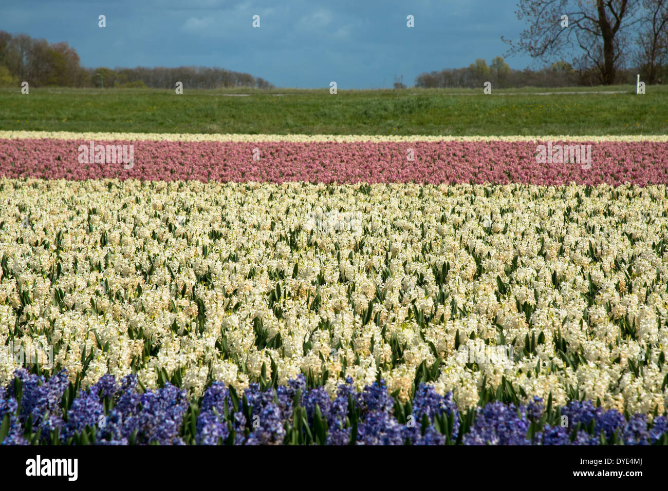 rows of hyacinths on flowerfield in the Netherlands Stock Photo - Alamy