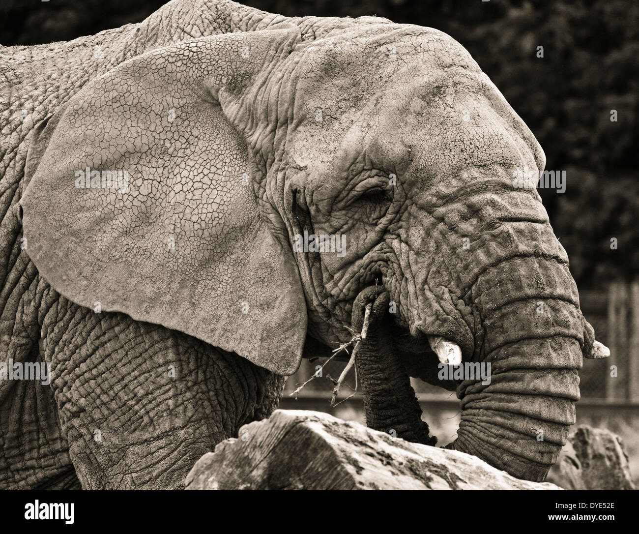 A portrait of an elephant chewing a stick Stock Photo Alamy