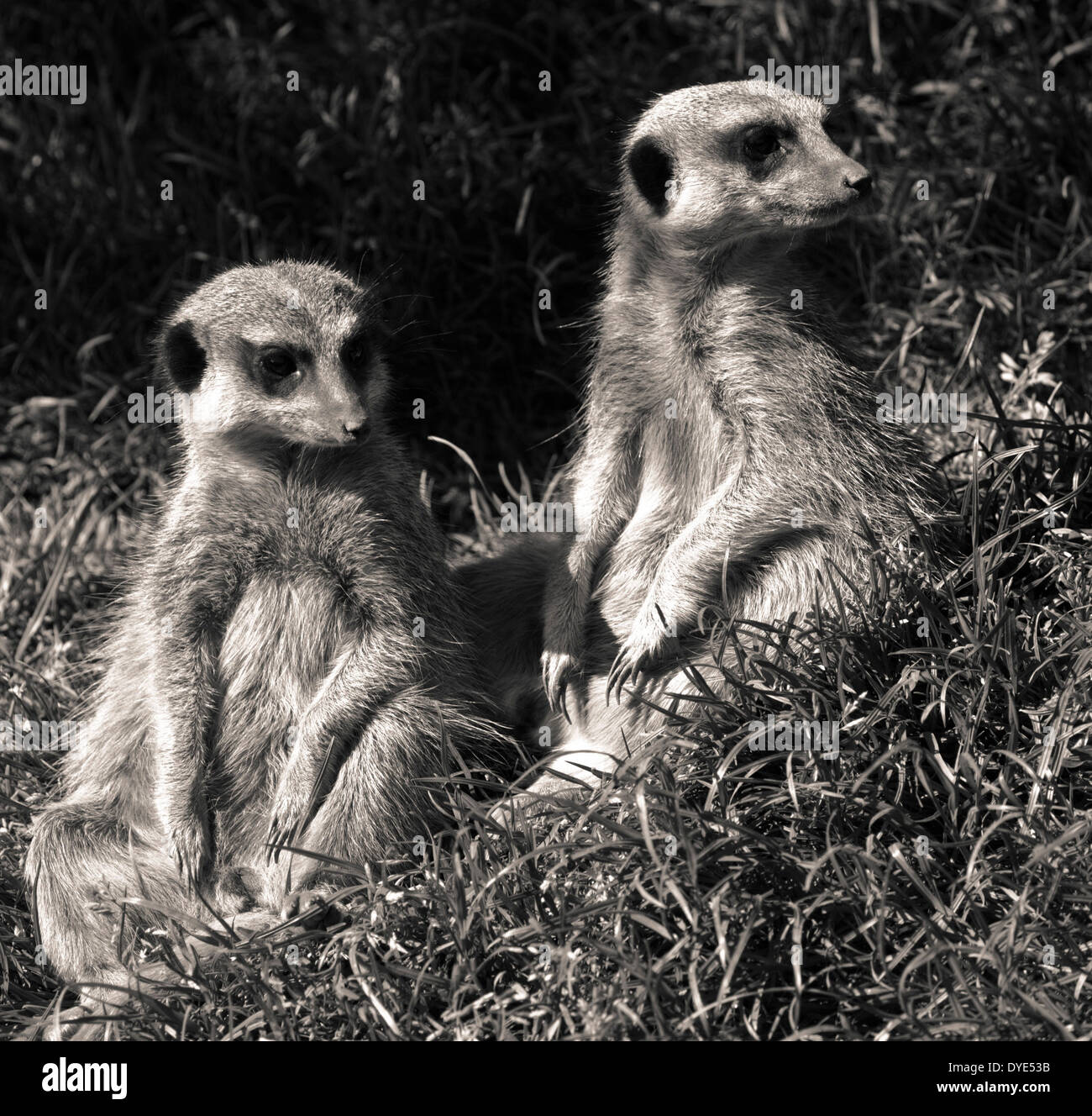 Two meerkats happily sitting together, always on the lookout. Stock Photo