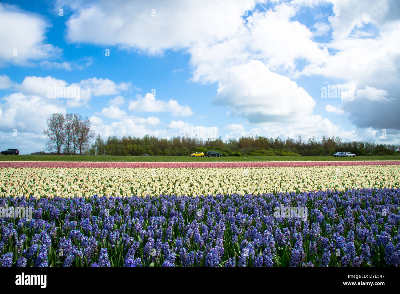 rows of hyacinths on flowerfield in the Netherlands Stock Photo - Alamy