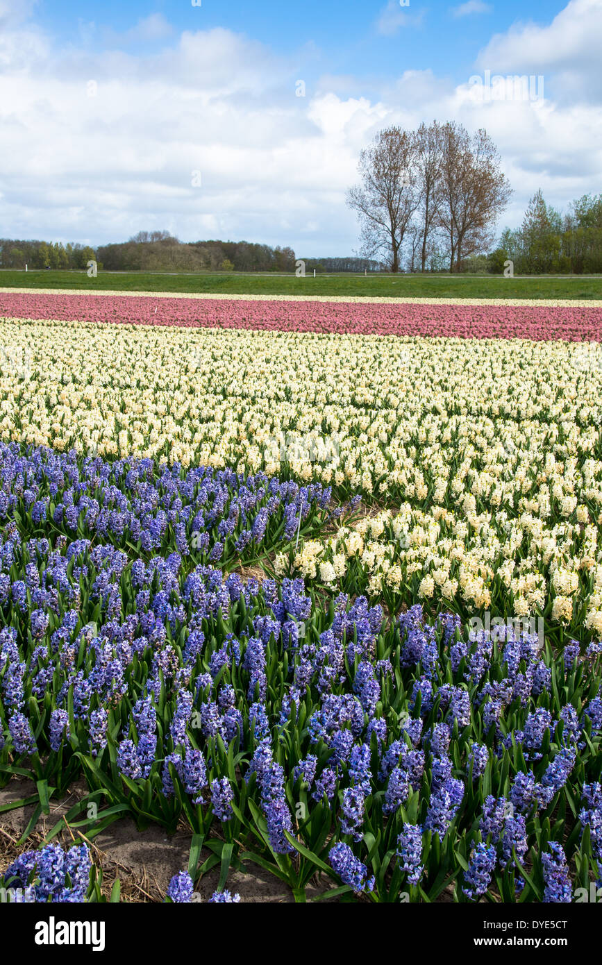 rows of hyacinths on flowerfield in the Netherlands Stock Photo - Alamy