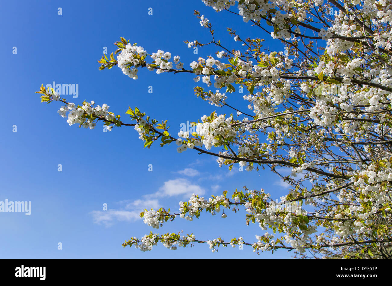 Tree Blossom stretched out to a blue sky Stock Photo