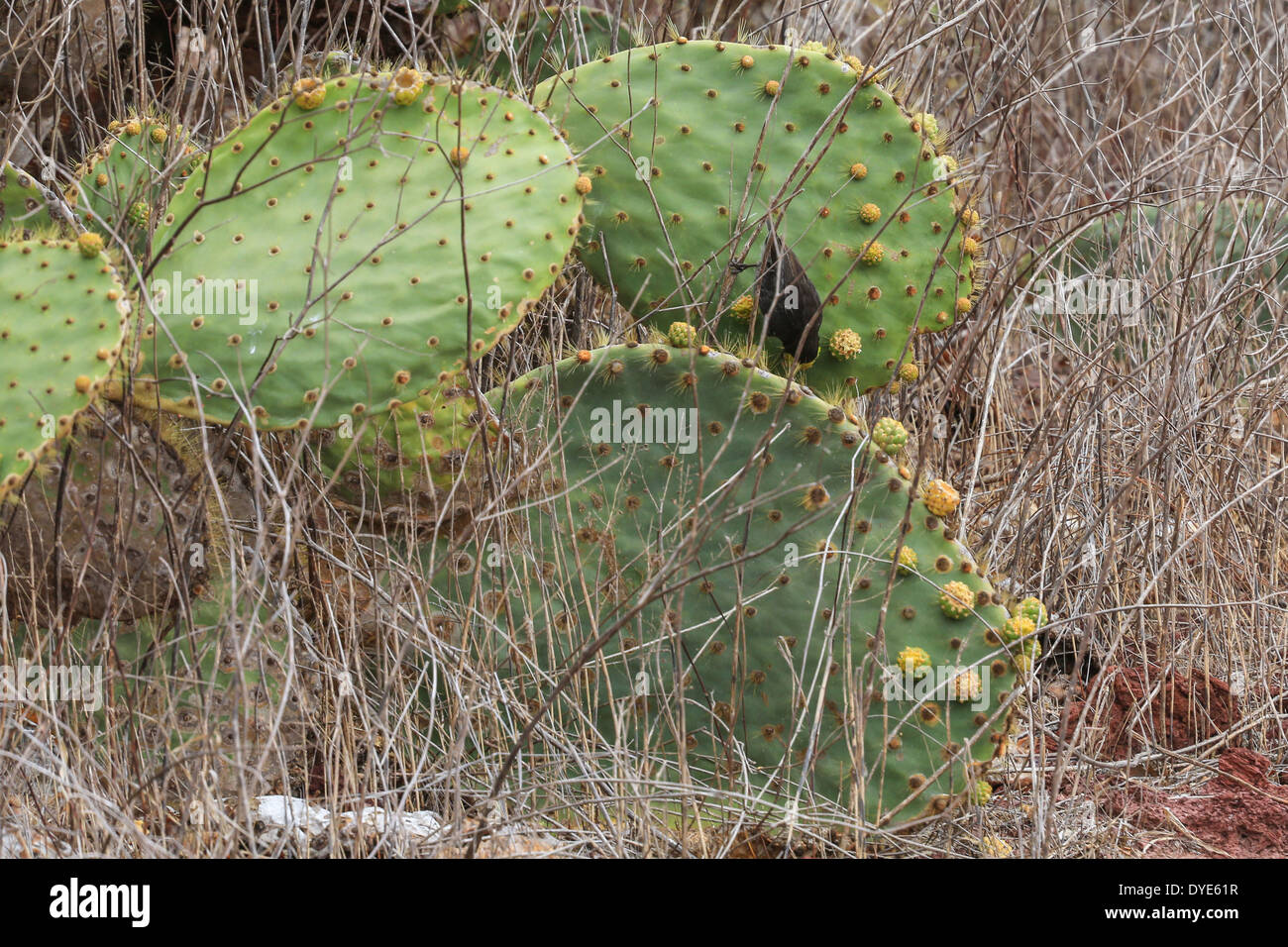 A Cactus Finch feeding on a cactus plant on Rabida Island, Galapagos Islands, Ecuador. Stock Photo