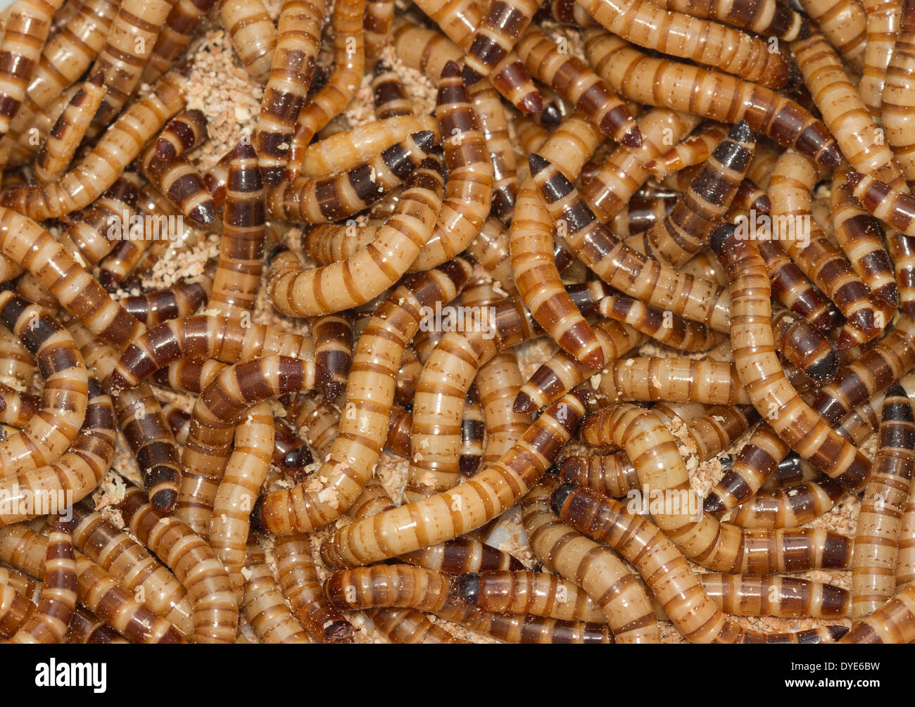 Worms texture and background,Meal worms bird food Stock Photo