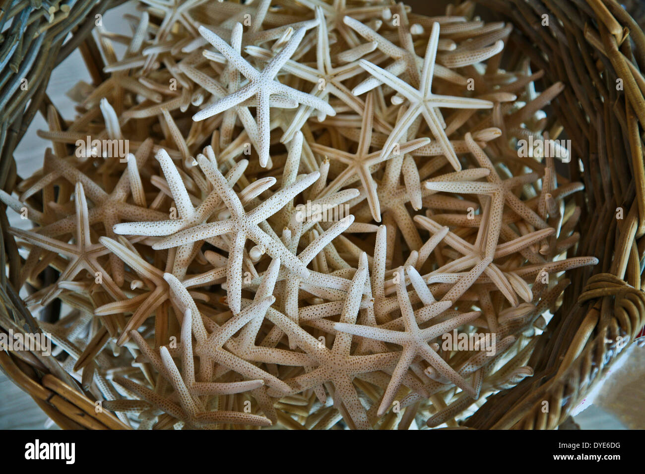 basket full of starfish