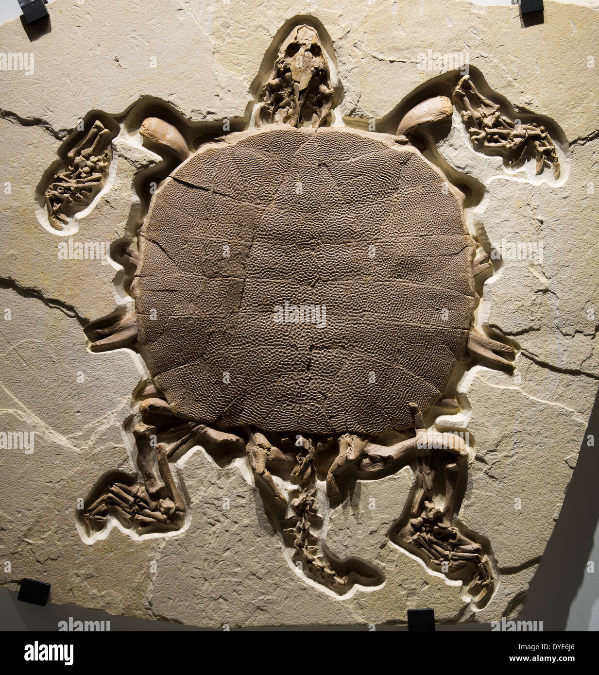 Fossil soft-shelled turtle (Trionychid). Green River Formation, Wyoming. Eocene age. Stock Photo