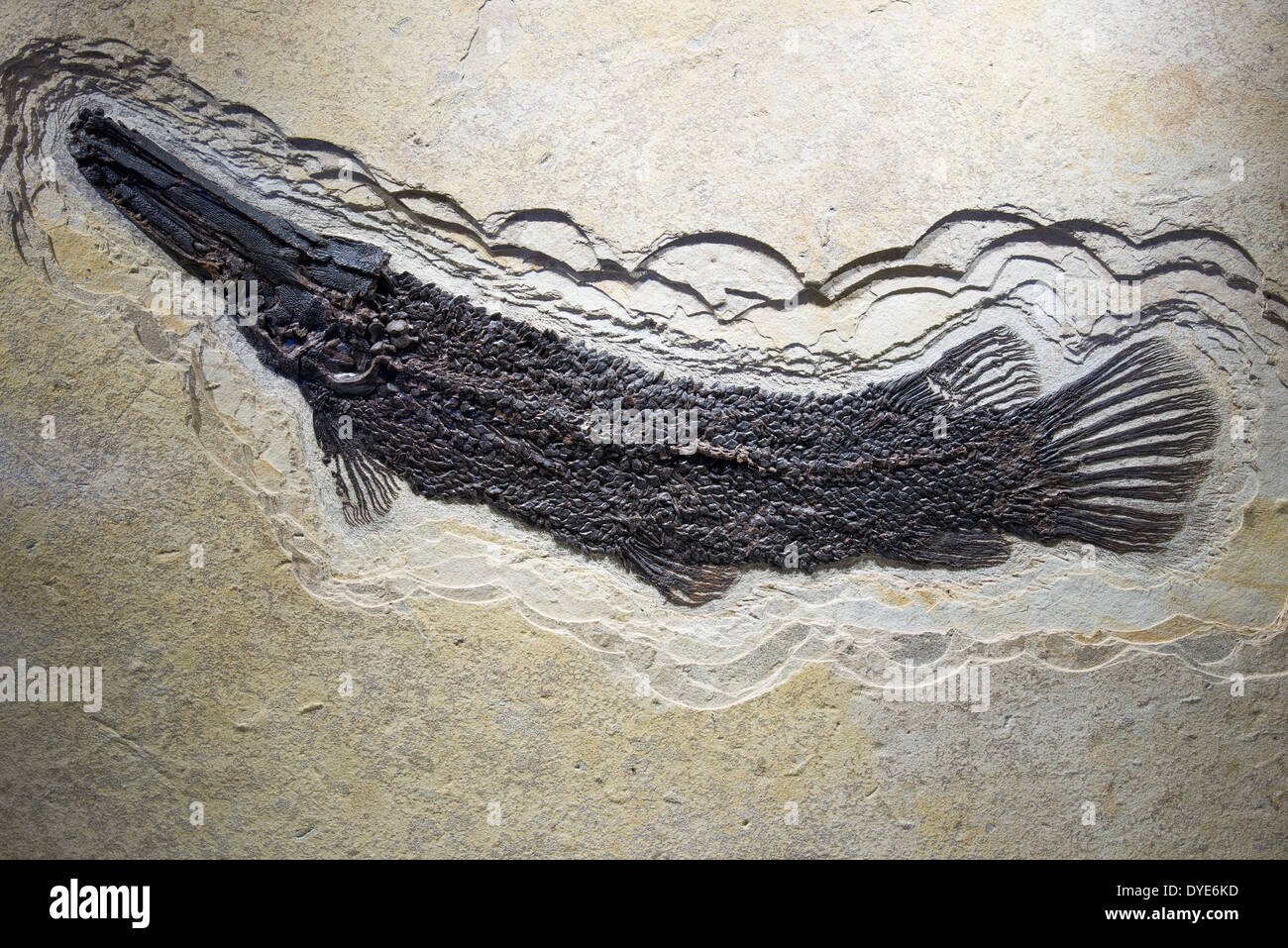 Fossil Alligator Gar fish (Atractosteus) with well preserved scales. Green River Formation, Wyoming. Eocene age. Stock Photo