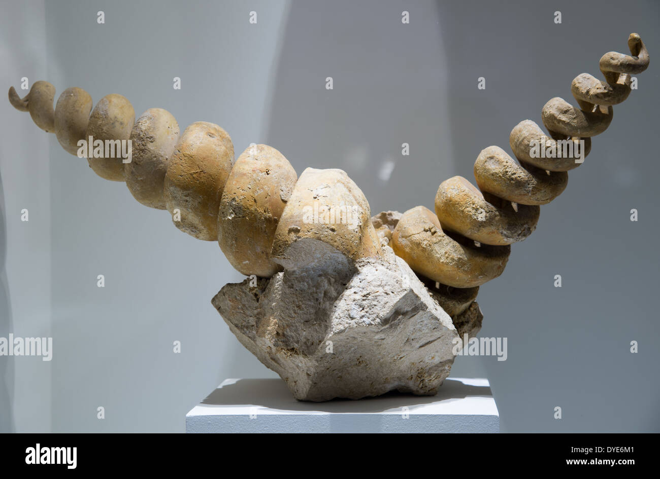 Fossil snails (Ceithium giganteum). Eocene age Stock Photo Alamy