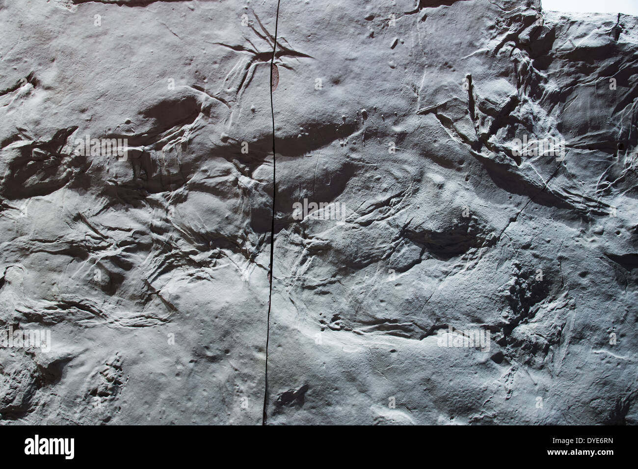 Fossilized footprints of multiple species dinosaurs and birds left on a mud-rock. Stock Photo