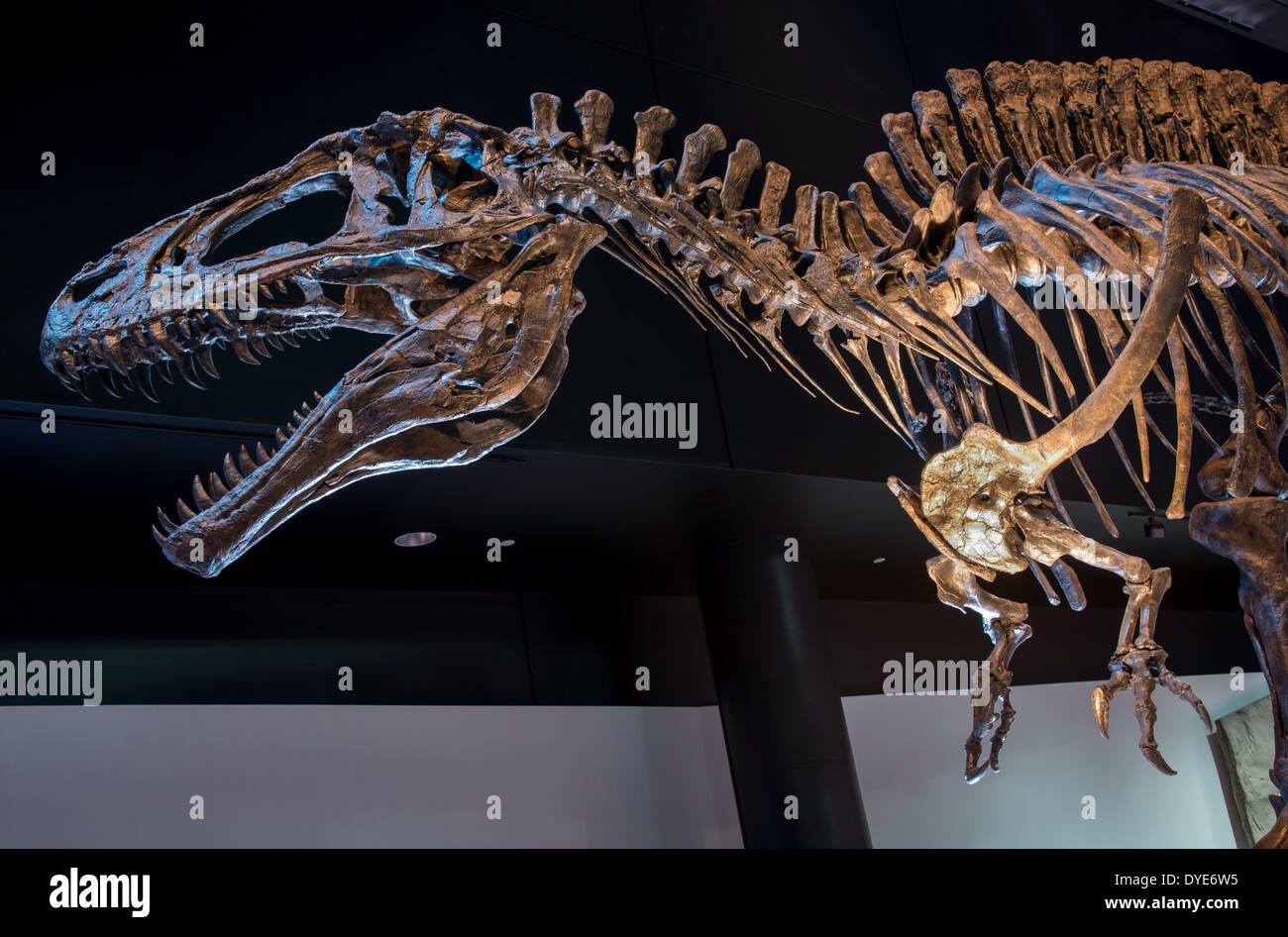 Fossil skeleton of an Allosaurus. Jurassic age Stock Photo Alamy