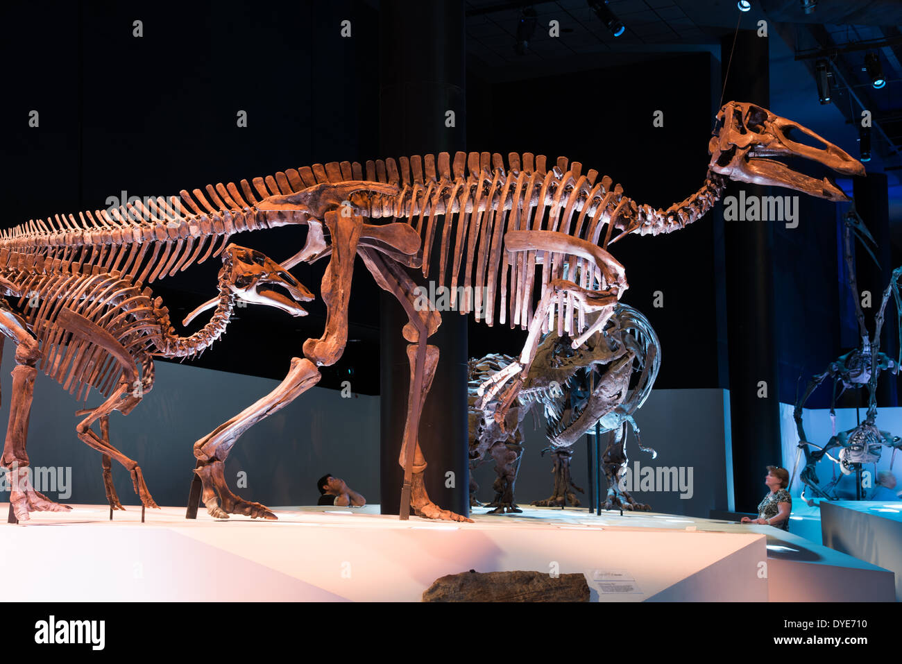 Fossil skeletons of adult and young Edmontosaurus. Cretaceous age Stock