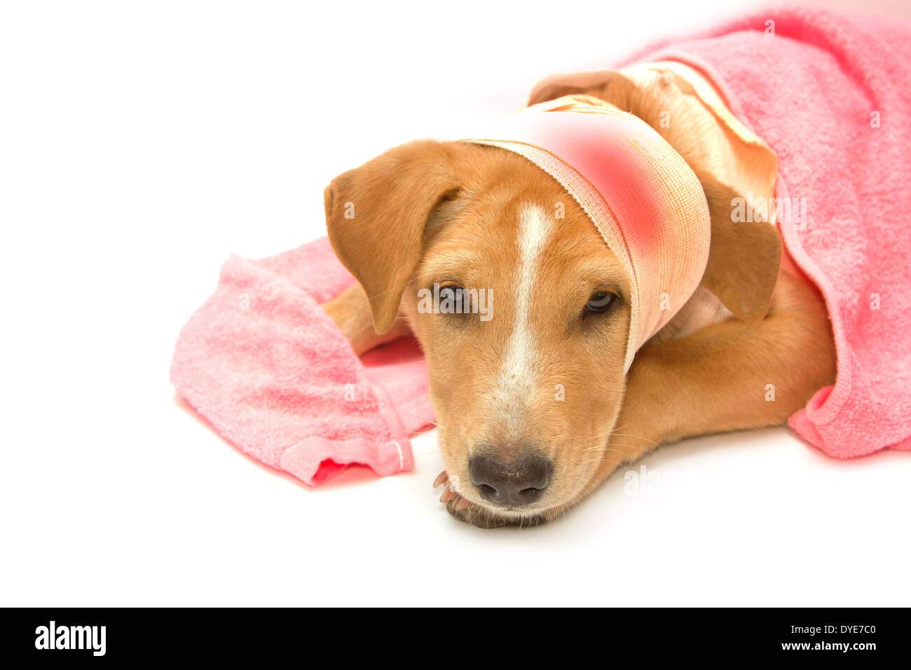 Sick dog with bandages on his head Stock Photo Alamy