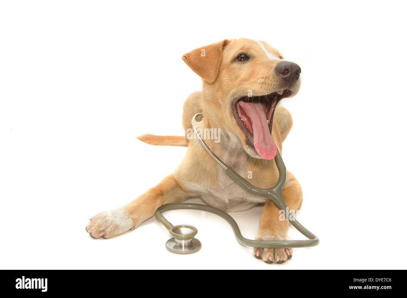 cute healthy puppy with a stethoscope Stock Photo