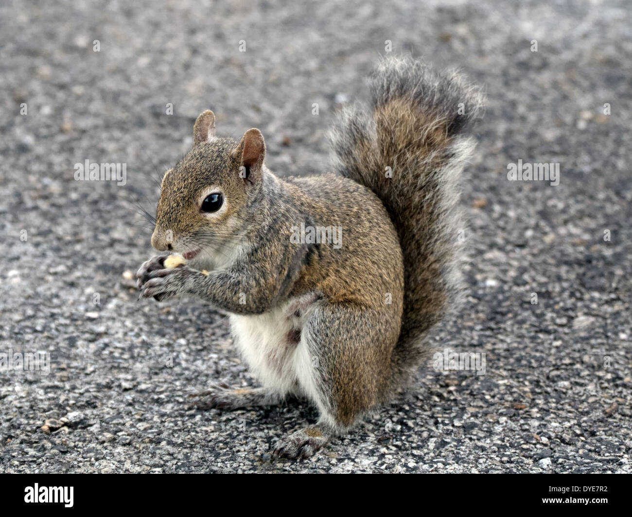 Squirrel snacking on a piece of bread in a parking lot. Stock Photo