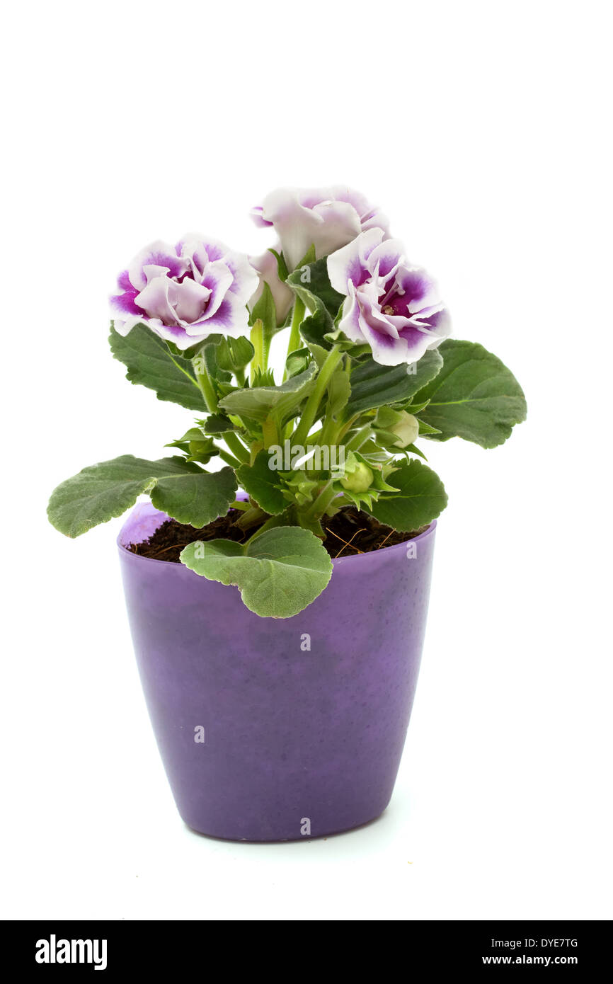 Purple Gloxinia flowers Stock Photo