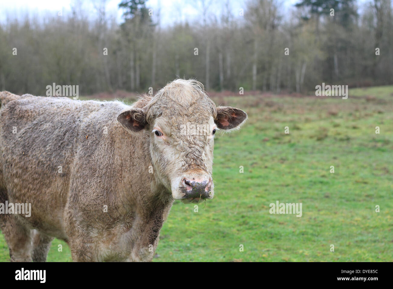 Cow Stock Photo