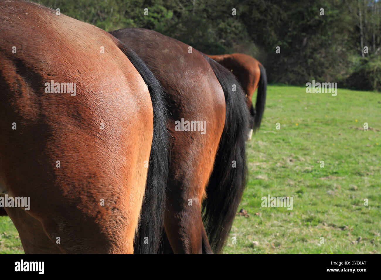 Horse bum hires stock photography and images Alamy
