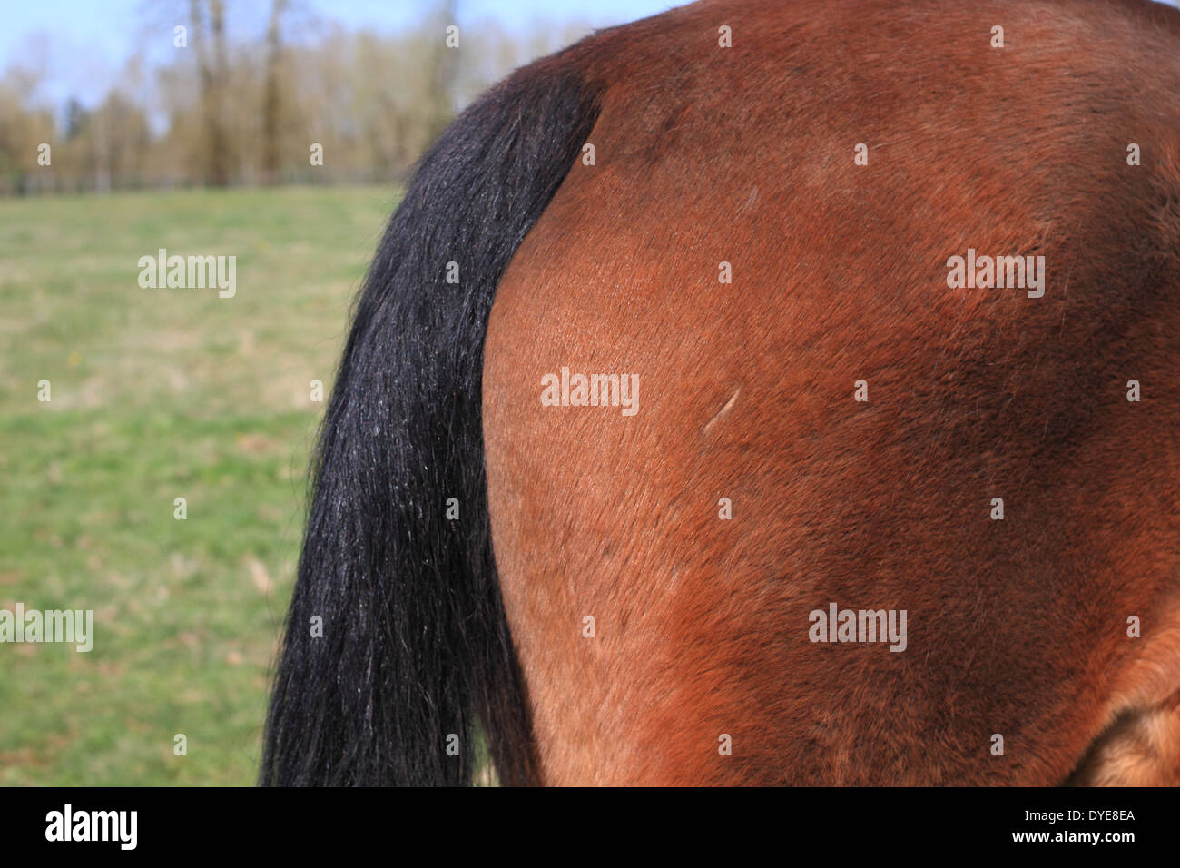 Horse Bum High Resolution Stock Photography and Images Alamy