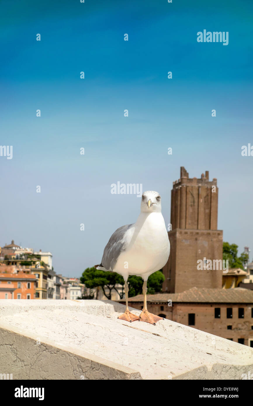 yellow legged-gull standing on the top of house,Itlay Stock Photo