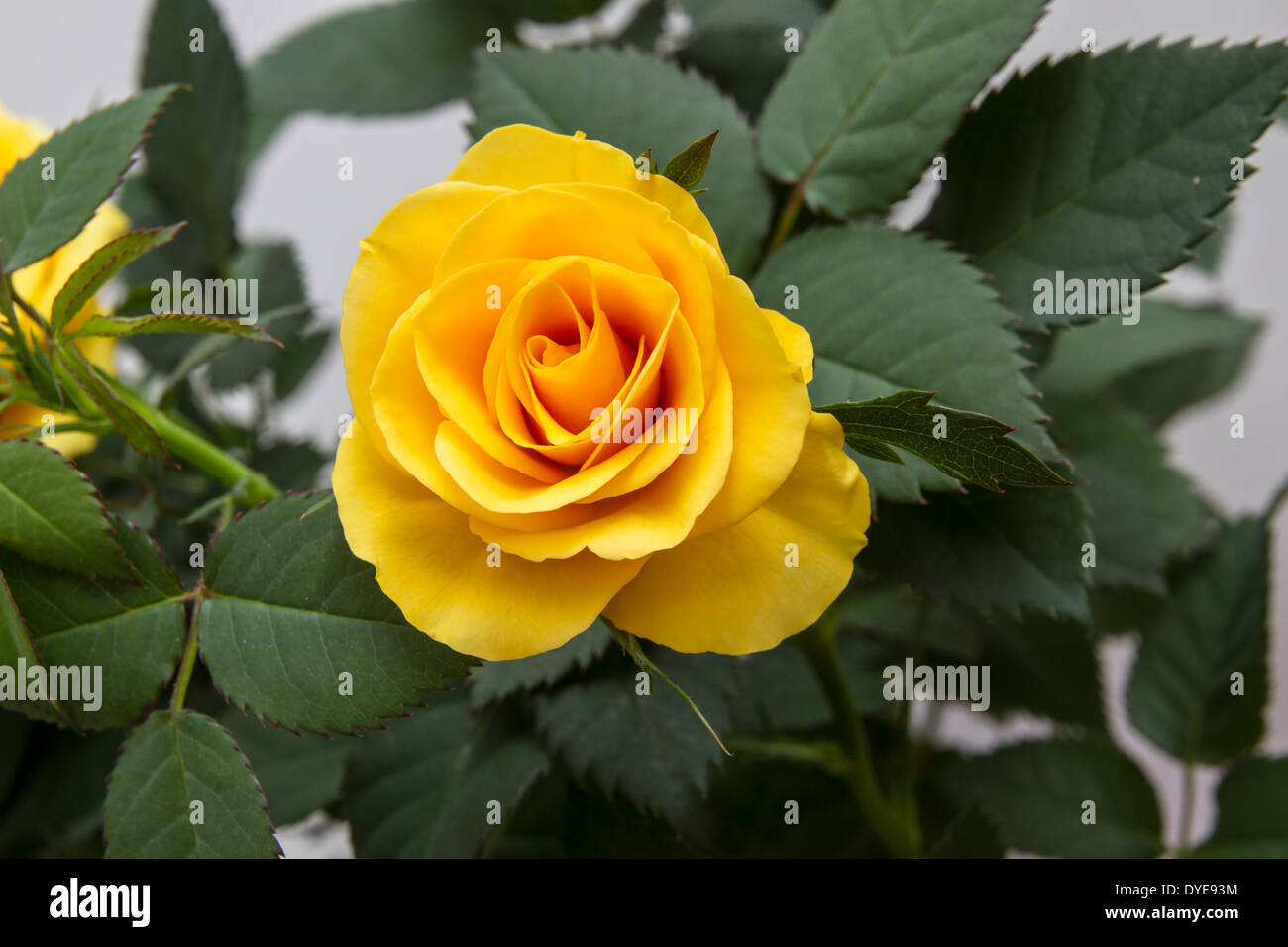 Beautiful fresh yellow rose closeup Stock Photo