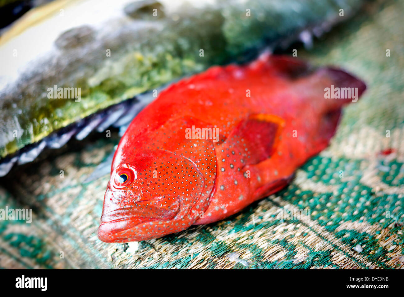 Fresh fish on fish market in Muscat, Oman Stock Photo