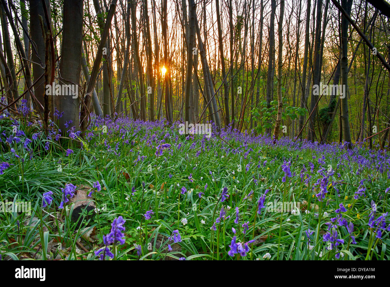 Faversham, Kent, UK 16th April 2014: The sun rises over early Bluebells (hyacinthoides non-scripta)  in Bysing wood near Faversham as high pressure dominates the weather over much of the country and provides some warm and dry days. Credit:  Alan Payton/Alamy Live News Stock Photo