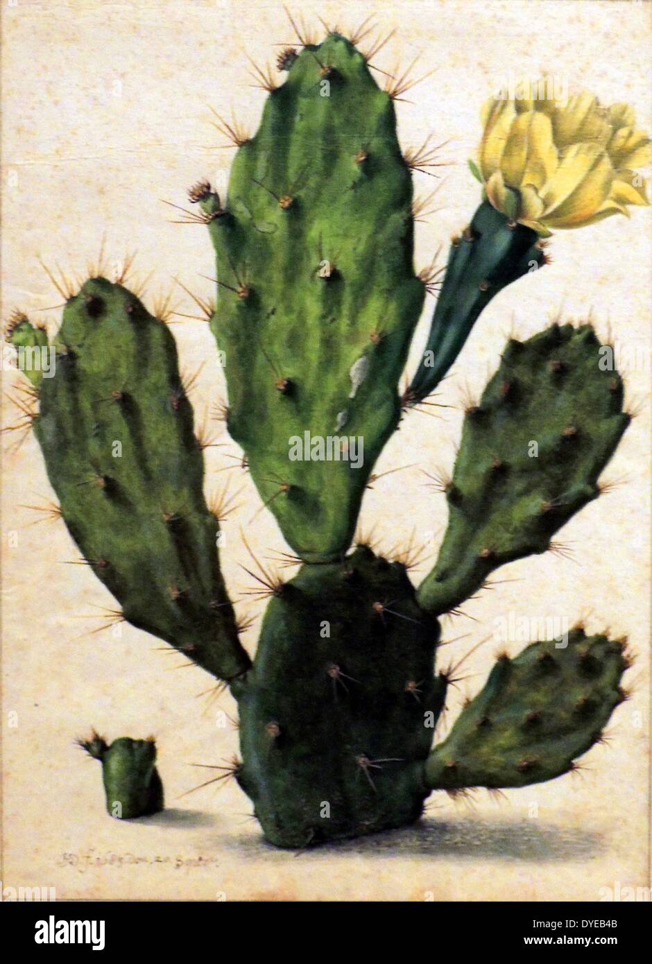 Prickly Pear in Bloom by Herman Saftleven (1609-1685) watercolour and gouache, over graphite, 1683. Herman Saftleven was a highly productive draughtsman of landscapes, city views, genre scenes and animals. Late in life, between 1680-1684, on commission for Agneta Block, he produced a magnificent series of images of the flowers in her collection. She owned Vijverhof, a country manor on the River Vecht and employed various artists to draw her flowers. Stock Photo