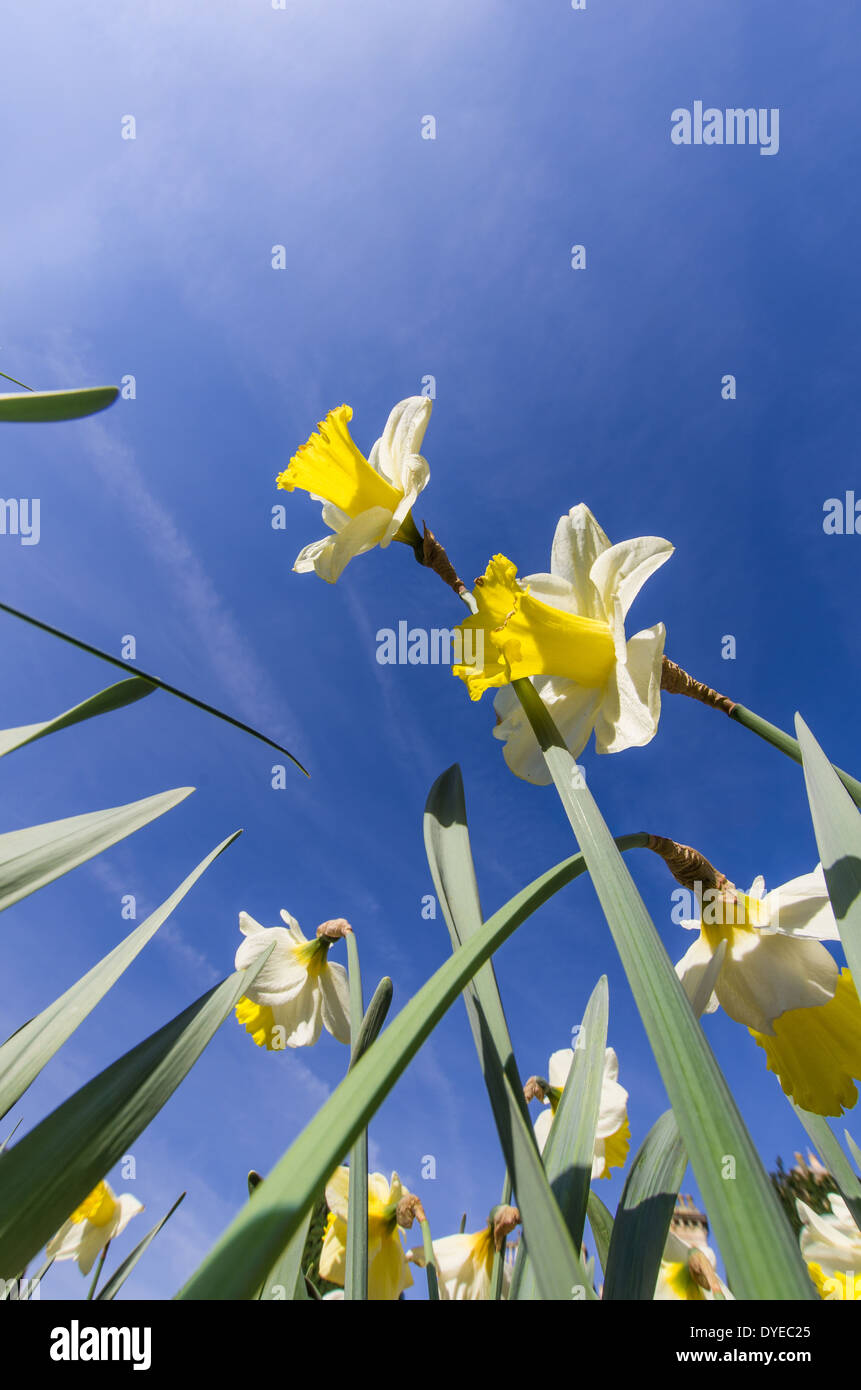 Daffodils reaching for the sky Stock Photo