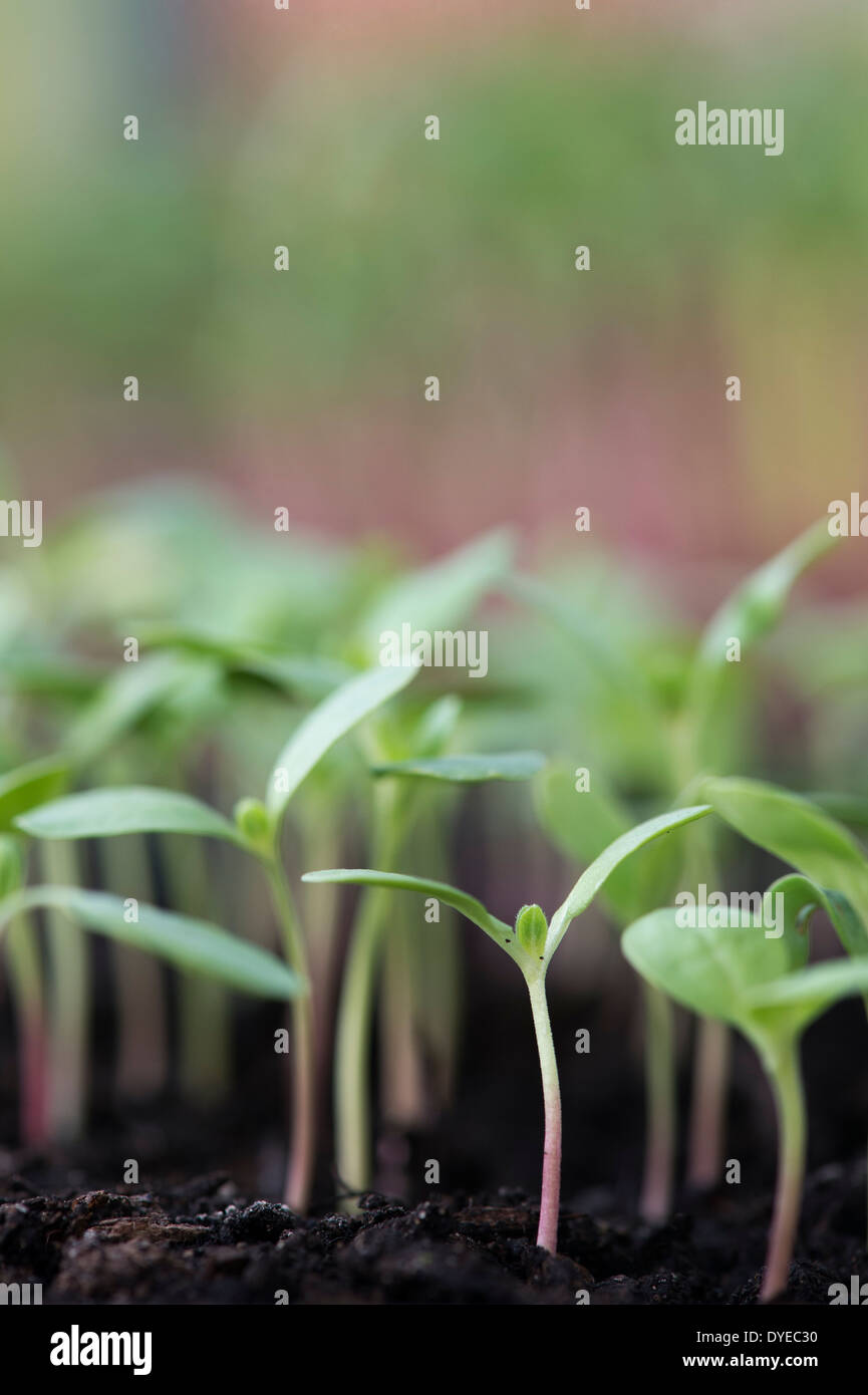 Flower seedlings. Cultivating flowers from seed in a greenhouse Stock