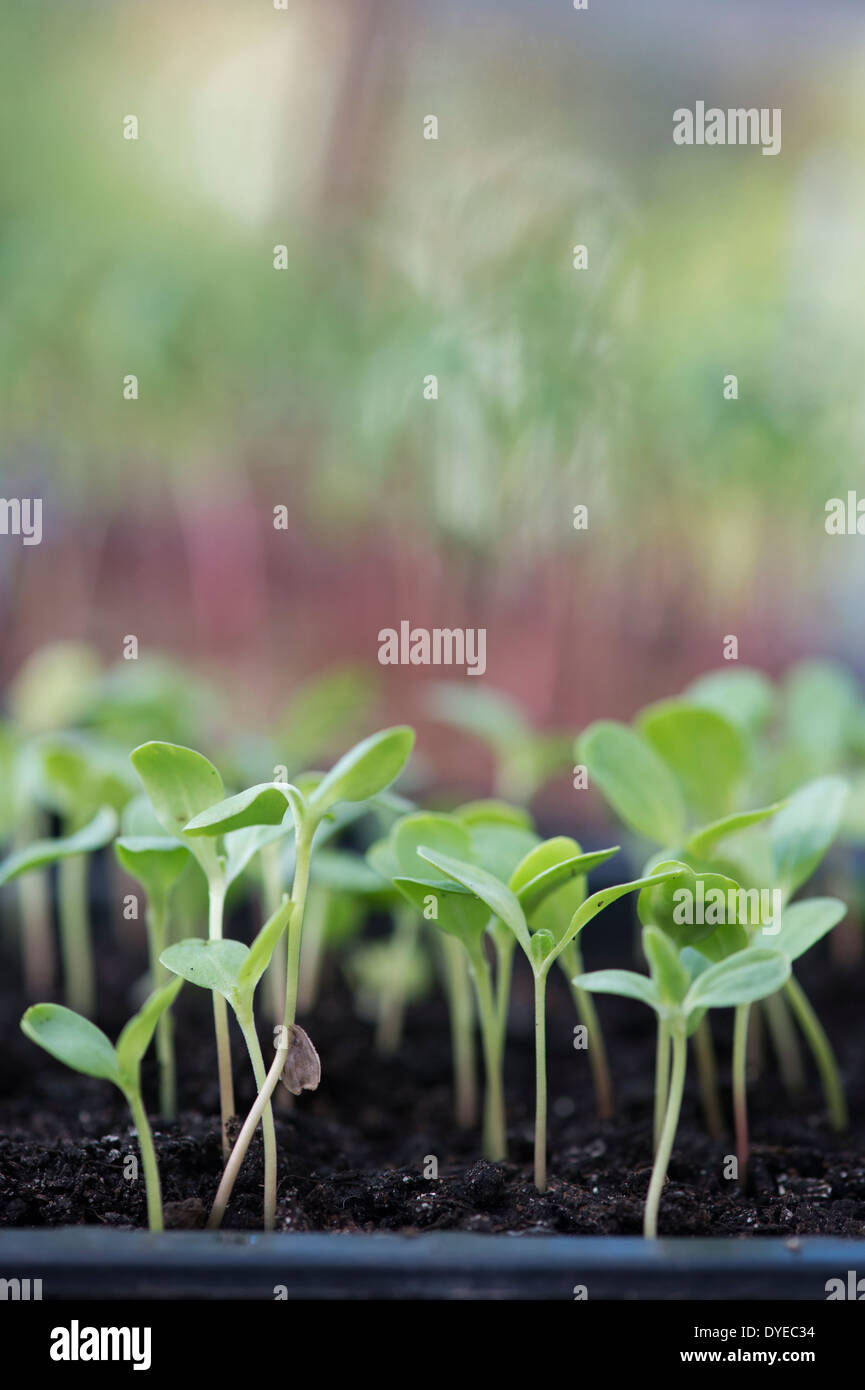 Growing from seed hires stock photography and images Alamy