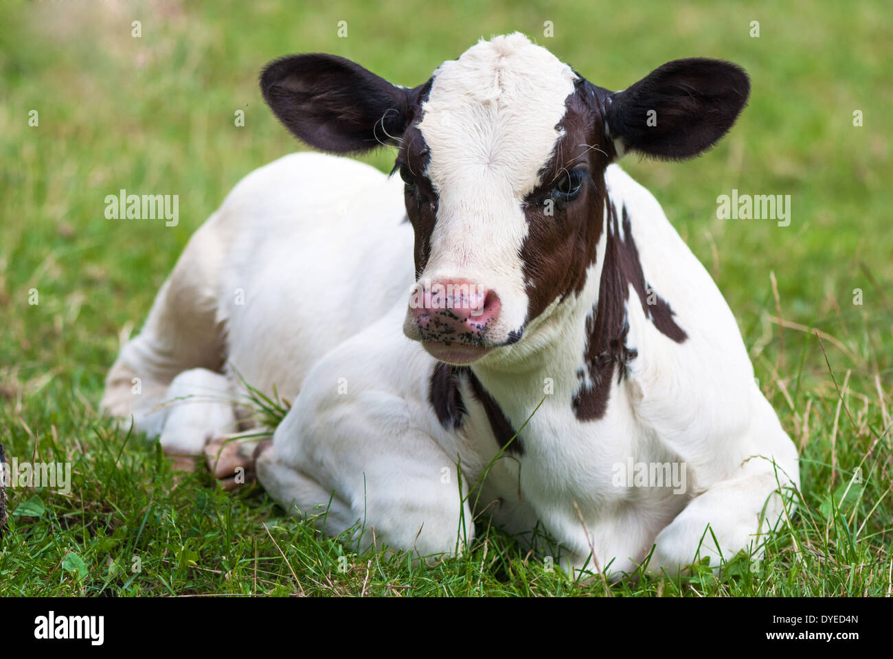 Calf on the pasture Stock Photo Alamy