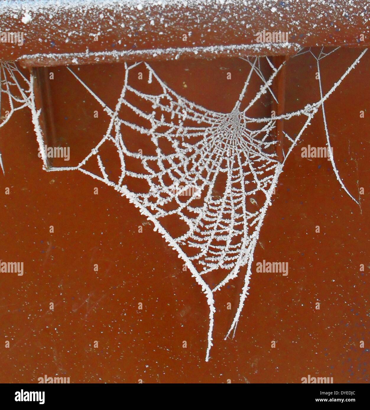 Frozen Spider Web 2013 A.D. Stock Photo